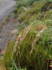 Anthoxanthum cupreum