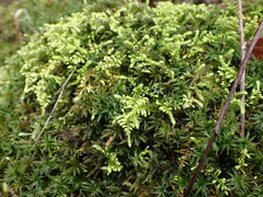 Claopodium crispifolium