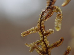 Frullania nisquallensis
