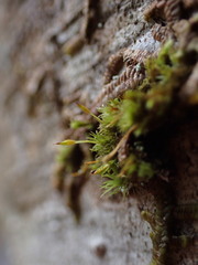 Orthotrichum pulchellum