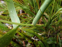 Anthoxanthum cupreum