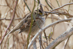 Zonotrichia albicollis