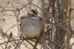 Zonotrichia albicollis