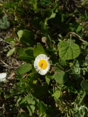 Erigeron procumbens