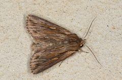 Persectania dyscrita