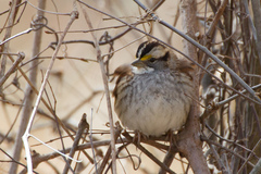 Zonotrichia albicollis
