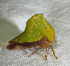 Telamona excelsa
