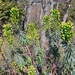 Euphorbia characias - Photo (c) Bernard DUPONT,  זכויות יוצרים חלקיות (CC BY-NC-SA)