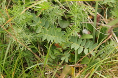 Hedysarum hedysaroides