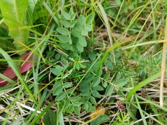 Hedysarum hedysaroides