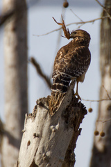 Buteo lineatus
