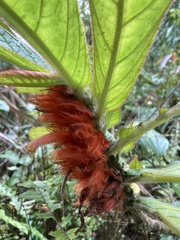 Columnea purpurata