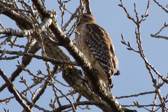 Buteo lineatus