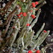 Cladonia transcendens - Photo no rights reserved, uploaded by Randal