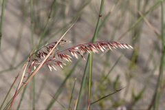 Ehrharta villosa