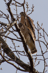 Buteo lineatus