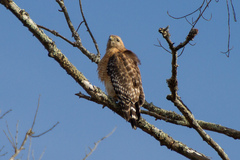 Buteo lineatus