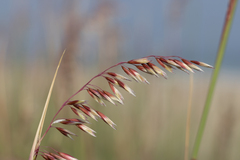Ehrharta villosa