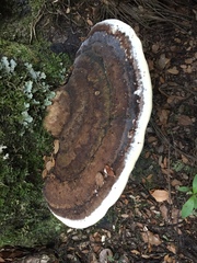 Fomitopsis hemitephra