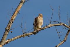 Buteo lineatus