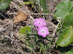 Phlox glabriflora