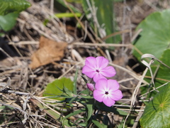 Phlox glabriflora