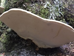 Fomitopsis hemitephra