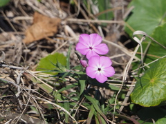 Phlox glabriflora