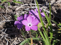 Phlox glabriflora