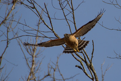 Buteo lineatus