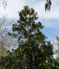 Magnolia grandiflora