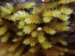 Antitrichia curtipendula