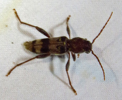 Xylotrechus colonus