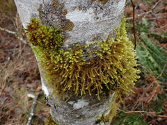 Antitrichia curtipendula