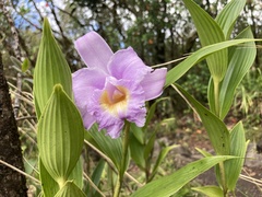 Sobralia
