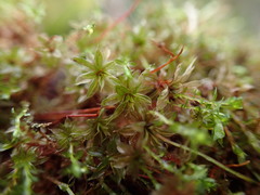 Bryum canariense