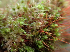 Bryum canariense