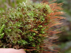 Bryum canariense