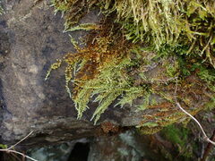 Homalothecium nuttallii