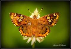 Coladenia indrani
