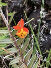 Epidendrum radicans image