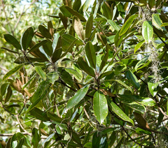 Magnolia grandiflora