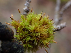 Orthotrichum pulchellum