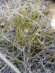 Zoysia minima