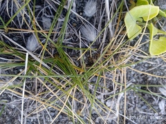 Zoysia minima