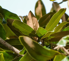 Magnolia grandiflora