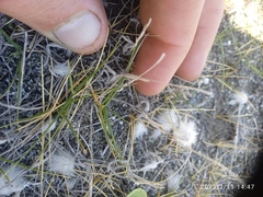 Zoysia minima