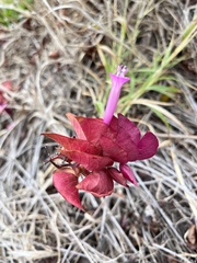 Ipomoea bracteata