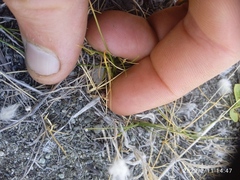 Zoysia minima