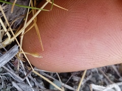 Zoysia minima
